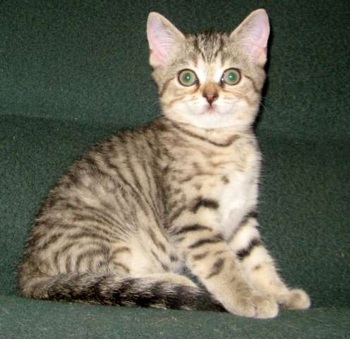 ПОЛОСАТЫЕ ТИГРЯТА-ШОТЛАНДСКИЕ КОТЯТА! ПОЛОСАТЫЕ ТИГРЯТА-ШОТЛАНДСКИЕ КОТЯТА!