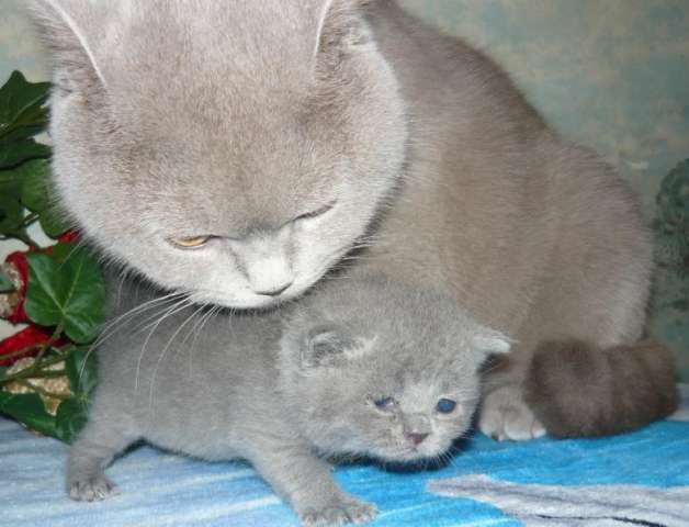 БРИТАНСКИЕ КОТЯТА БРИТАНСКИЕ КОТЯТА