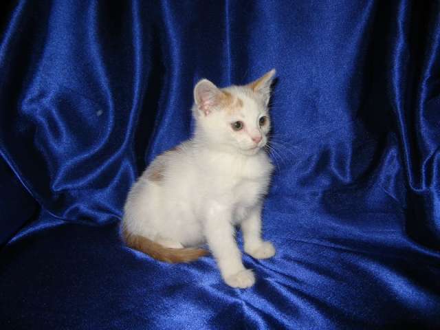 Котенок Бельчонок ищет дом Котенок Бельчонок ищет дом