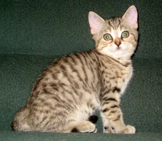 ПОЛОСАТЫЕ ТИГРЯТА-ШОТЛАНДСКИЕ КОТЯТА! ПОЛОСАТЫЕ ТИГРЯТА-ШОТЛАНДСКИЕ КОТЯТА!