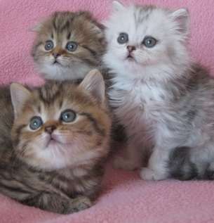 Шотландские котята для вас!!!! Шотландские котята для вас!!!!