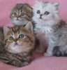 Шотландские котята для вас!!!!
