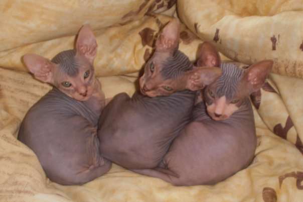 Кожаные котята Кожаные котята