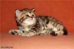 Профессиональный питомник британских кошек SWEET WAY предлагает   британских котят различных окрасов