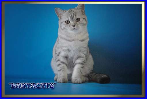 Шотландские и британские котята мраморных окрасов из питомника Daryacats Шотландские и британские котята мраморных окрасов из питомника Daryacats