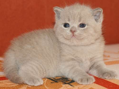 Элитные британские котята Элитные британские котята