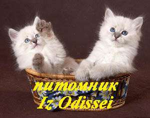 НЕВСКИЕ МАСКАРАДНЫЕ котята от ЧЕМПИОНА МИРА! НЕВСКИЕ МАСКАРАДНЫЕ котята от ЧЕМПИОНА МИРА!