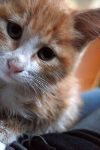 Отдам котеночка Отдам котеночка