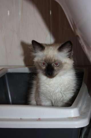 невский маскарадный котенок невский маскарадный котенок