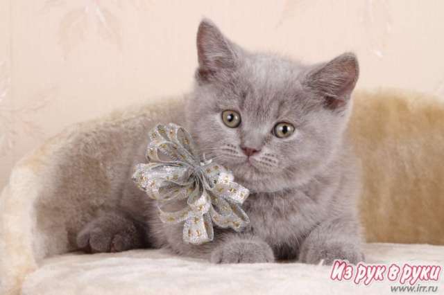 БРИТАНСКИЕ КОТЯТА БРИТАНСКИЕ КОТЯТА