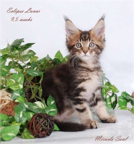 Котята мейн кун Котята мейн кун