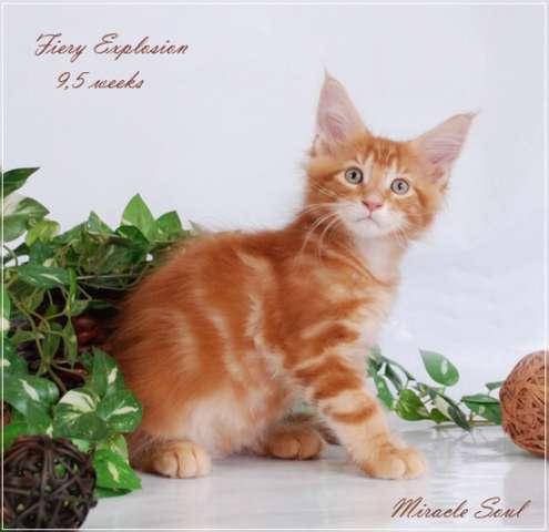 Котята мейн кун, нежный гигант Котята мейн кун, нежный гигант