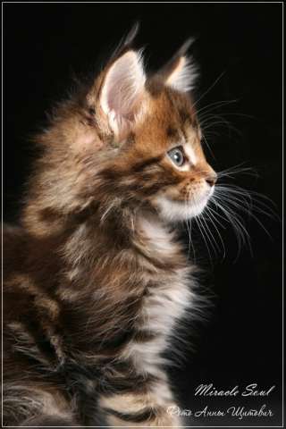 Кошечка породы мейн кун Кошечка породы мейн кун