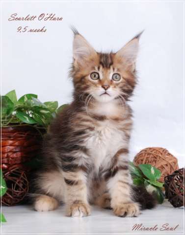 Котята мейн кун Котята мейн кун