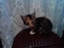 Отдам котят в добрые руки!!!