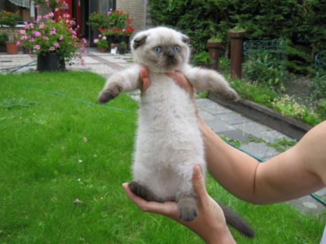 Scottish fold en straight Scottish fold en straight