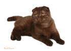 Шотландская вислоухая кошка-шоколадка