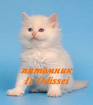 НЕВСКИЕ МАСКАРАДНЫЕ котята РЕД-пойнт НЕВСКИЕ МАСКАРАДНЫЕ котята РЕД-пойнт