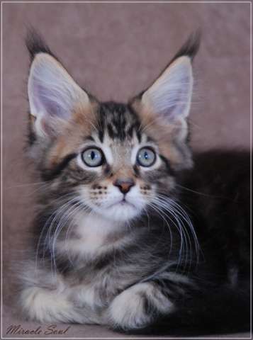 Котята мейн кун, нежный гигант Котята мейн кун, нежный гигант