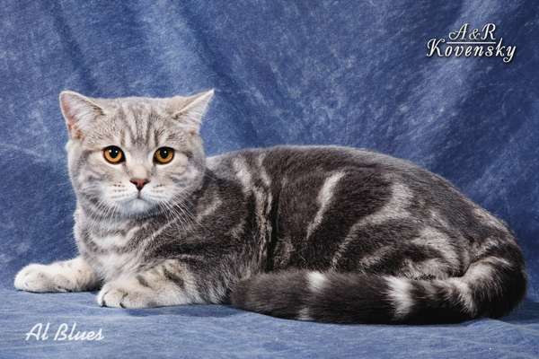 Британский мраморный котик Британский мраморный котик