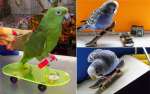 Продажа больших, крупных, средних, малых видов попугаев. Клетки, корм. 