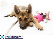 Отдам щенка, возраст 3,5 месяца. Красивый малыш в дар! Отдам щенка, возраст 3,5 месяца. Красивый малыш в дар!