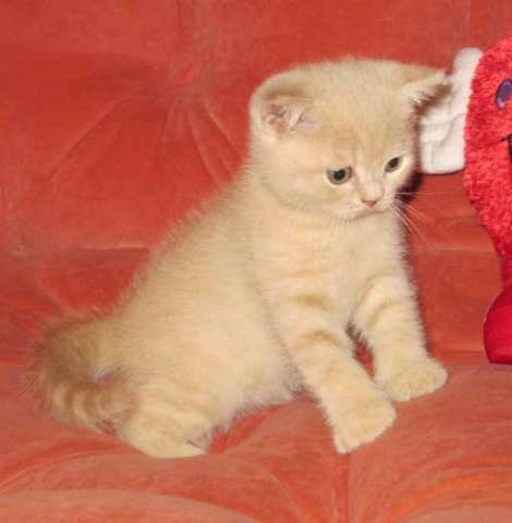 Шотландские котята кремового и колорного окрасов. Шотландские котята кремового и колорного окрасов.
