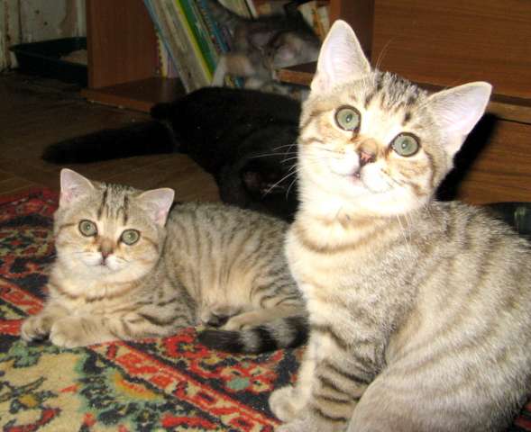 ПОЛОСАТЫЕ ТИГРЯТА-ШОТЛАНДСКИЕ КОТЯТА! ПОЛОСАТЫЕ ТИГРЯТА-ШОТЛАНДСКИЕ КОТЯТА!