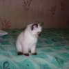 Очаровательные малыши-Невские Маскарадные котята