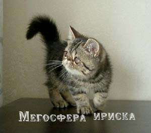 Экзотическая кошечка Экзотическая кошечка