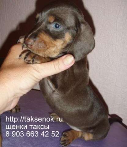 ПРОДАЮ ЩЕНКОВ ТАКСЫ ПРОДАЮ ЩЕНКОВ ТАКСЫ
