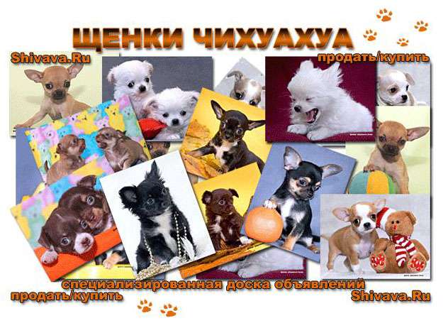 СПЕЦИАЛИЗИРОВАННАЯ ДОСКА ОБЪЯВЛЕНИЙ ПО ПРОДАЖАМ ЩЕНКОВ ЧИХУАХУА! СПЕЦИАЛИЗИРОВАННАЯ ДОСКА ОБЪЯВЛЕНИЙ ПО ПРОДАЖАМ ЩЕНКОВ ЧИХУАХУА!