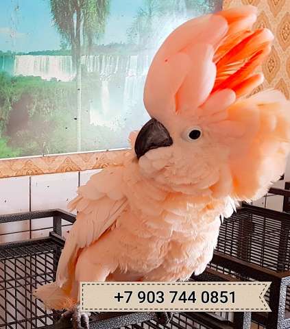 Молуккский какаду (Cacatua moluccensis) - ручные птенцы из питомника. Молуккский какаду (Cacatua moluccensis) - ручные птенцы из питомника.