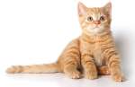 Питомник британских кошек SHULAY STAR предлагает рыжего мальчика