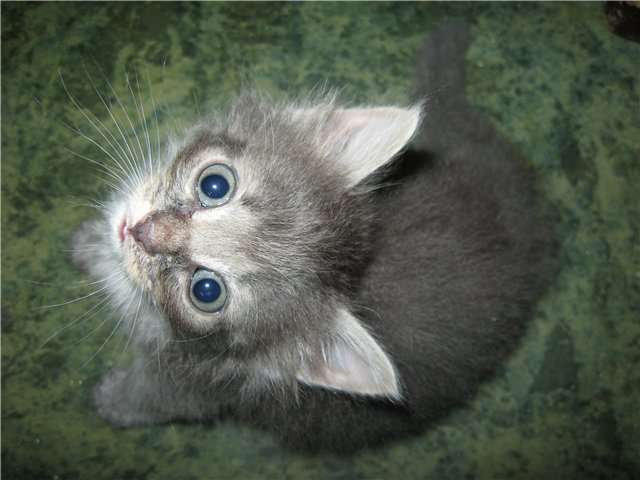 4 котенка-пухнастика, возраст 1,5 месяца 4 котенка-пухнастика, возраст 1,5 месяца