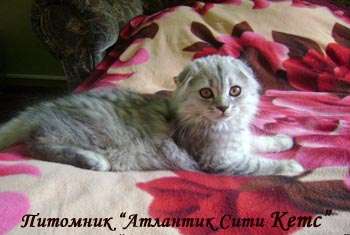 шотландские вислоухие котята шотландские вислоухие котята