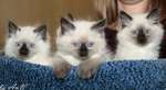 Очаровательные малыши - Невские маскарадные котята