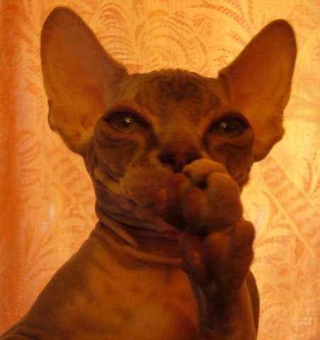 КОТЯТА КОТЯТА