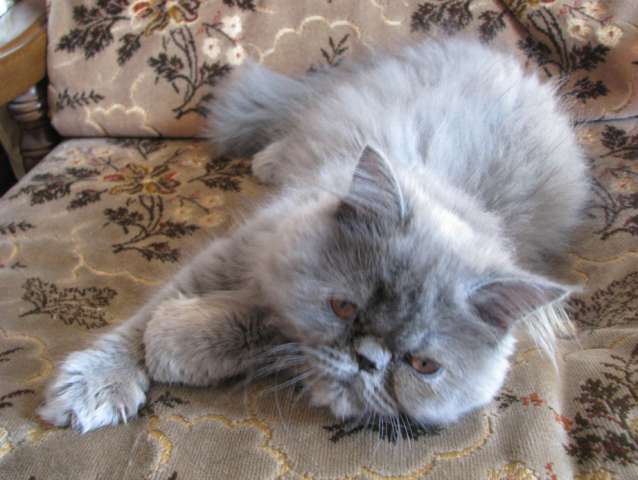 Котенок Котенок