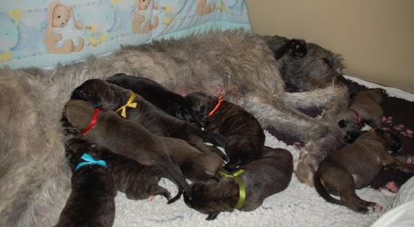 Щенки ирландского волкодава irishwolfhound.com.ua Украина Россия СНГ Irish wolfhound Puppies Ukraine