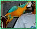 Питомник попугаев, продажа птиц, канареек.  Большие, крупные, средние, малые виды попугаев