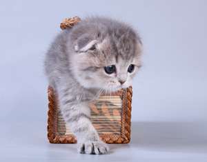 Шотландские вислоухие котята Шотландские вислоухие котята