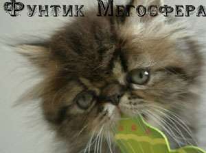 Персидский котик Фунтик Персидский котик Фунтик