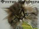 Персидский котик Фунтик