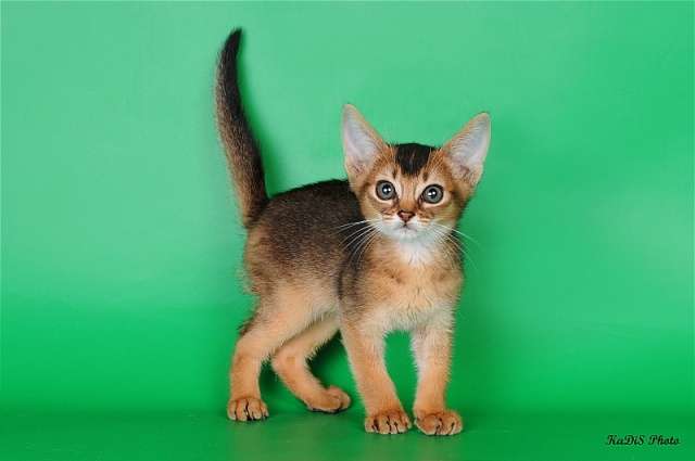 Абиссинские котята Абиссинские котята