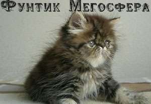 Персидский котик Персидский котик