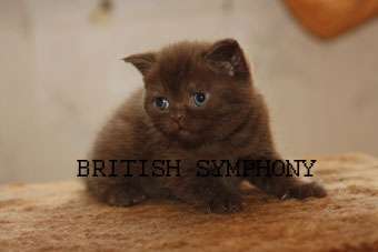 Британские котята из питомника "BRITISH SYMPHONY" Британские котята из питомника "BRITISH SYMPHONY"