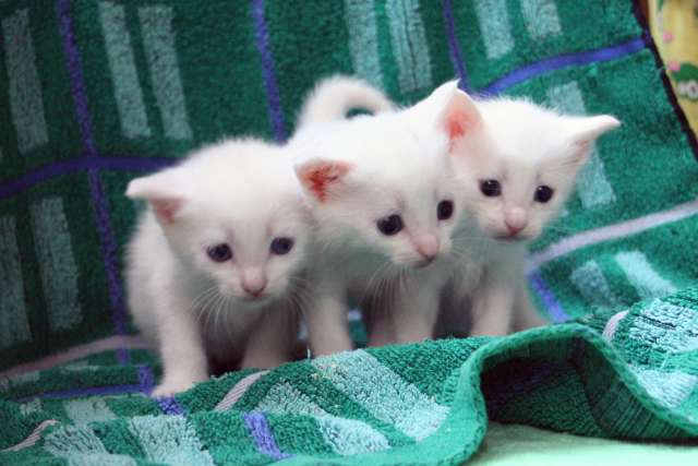 Чудесные котята ищут дом Чудесные котята ищут дом