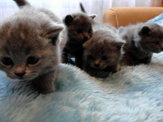 Продаю Британских КОТЯТ Продаю Британских КОТЯТ