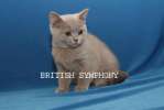 Британские котята из питомника "BRITISH SYMPHONY"